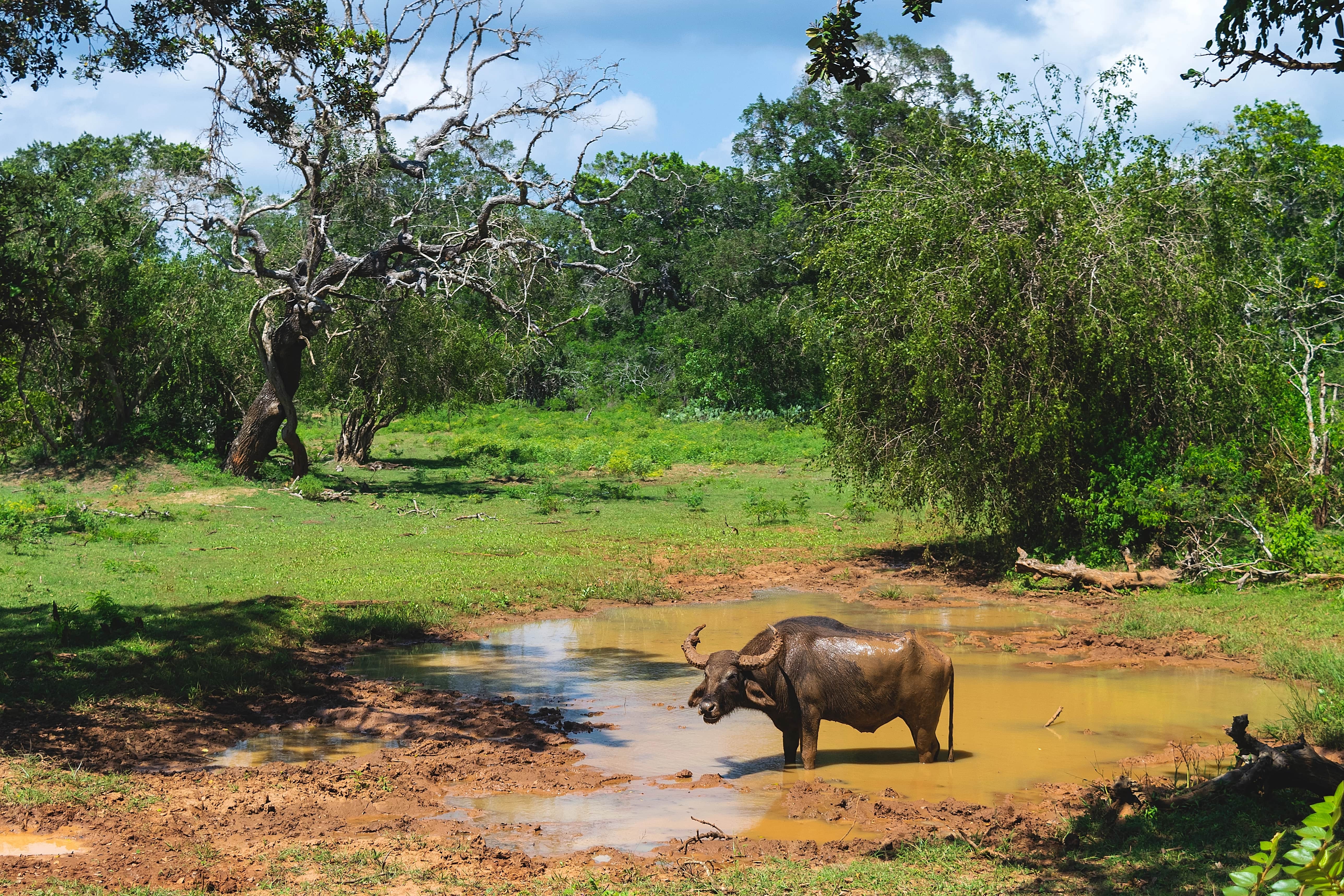 Sri Lanka - safari (6).jpg